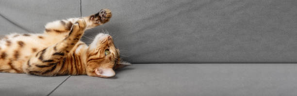 istock Lazy Bengal cat lies on the sofa. 1431725687