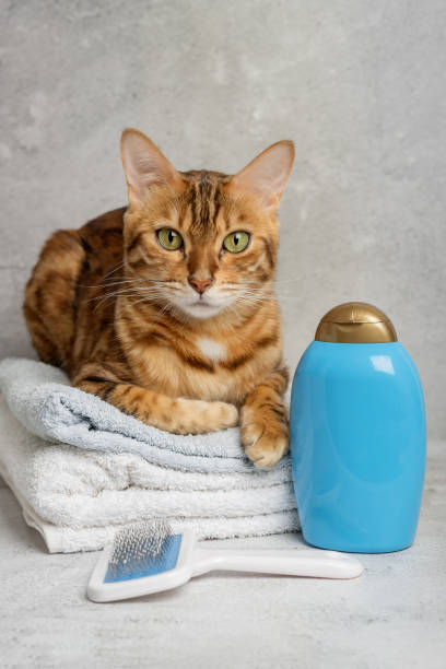 istock Pet grooming. Cute cat with tools for animal bathing, hygiene. 1431725865