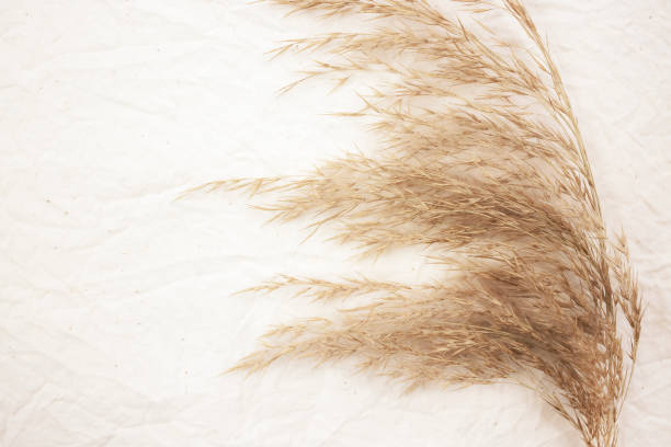 istock Pampas grass on beige canvas with space for text. Top view. 1431726166