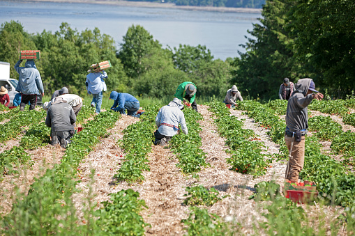 Île d'Orléans, Quebec, Canada -June,30, 2022: Migrant Mexican agricultural workers on six month visas harvesting strawberries in field.