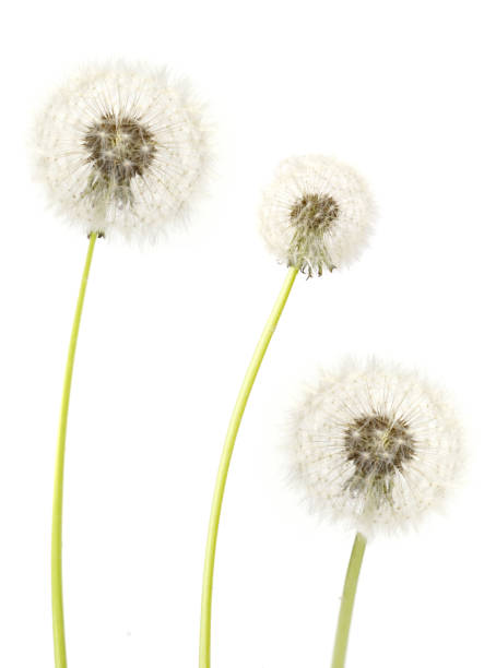 istock dry dandelion flowers 1431728198
