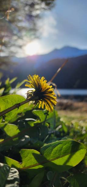 istock Colors  in  the  garden 1431729070