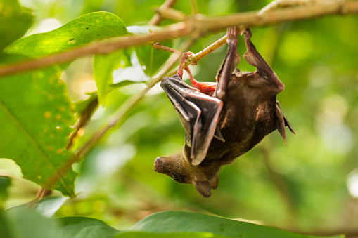 Indonesian Short-nosed Fruit Bat Cynopterus titthaecheilus in the wild
