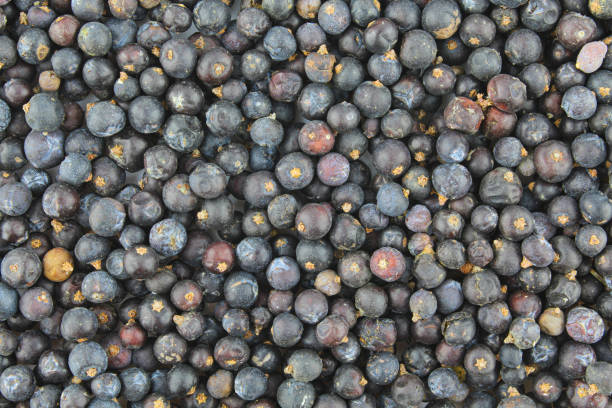 Background of dried juniper fruit seeds. Tea ingredient