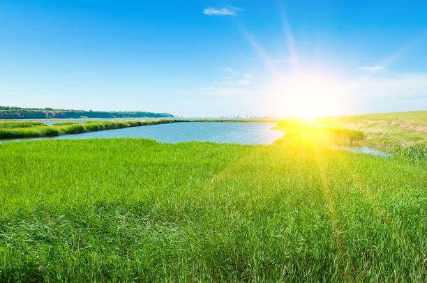 istock Estuary lake, reeds and sun. 1431731169