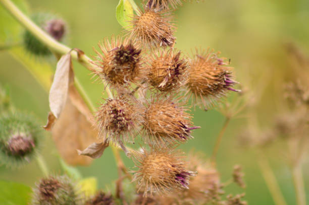 istock Closeup of dried woolly burdock seeds with selective focus on foreground 1431732726