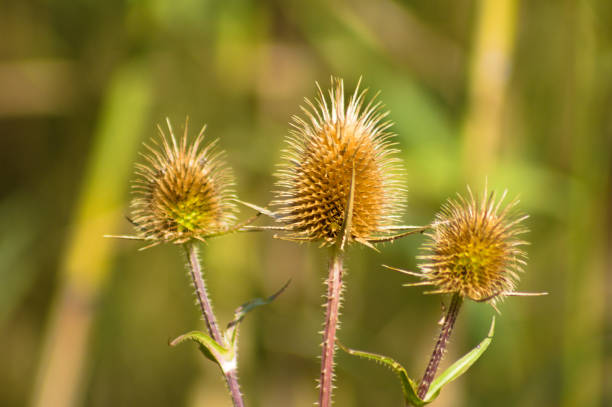 istock Closeup of dried cutleaf teasel seeds with green blurred background 1431732757