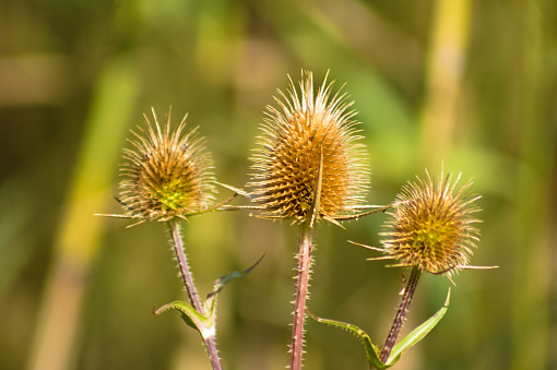 Horizontal closeup of flowering plantain heads. Soft focus background