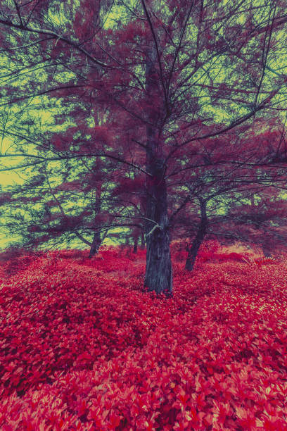 istock autumn landscape with red pretty trees 1431735561