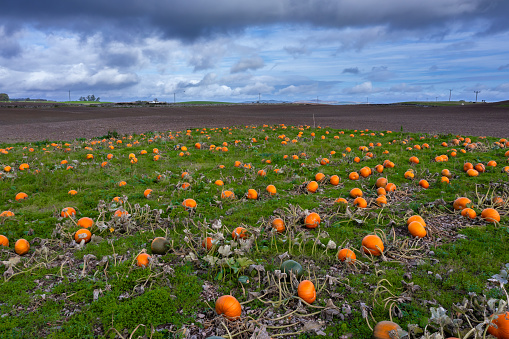 Pumpkin field on a bright autumn day