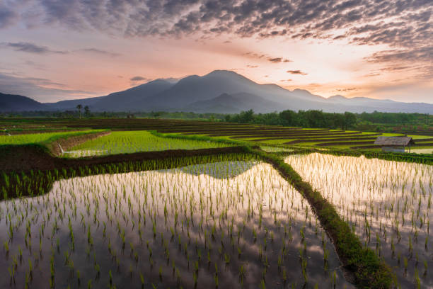 istock morning view in the village with rice fields at bright sunrise 1431736584