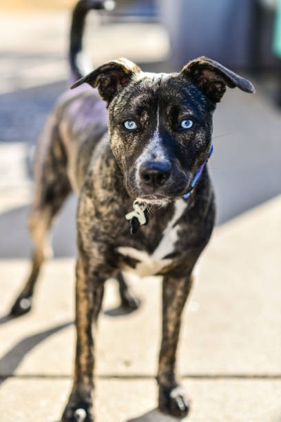 istock Brindle Puppy Dog with Blue Eyes 1431736866