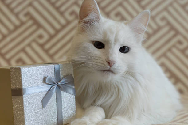istock A purebred cat and a gift box. Pets. Holidays and events 1431740931