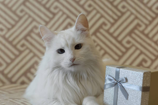 istock A purebred cat and a gift box. Pets. Holidays and events 1431740936