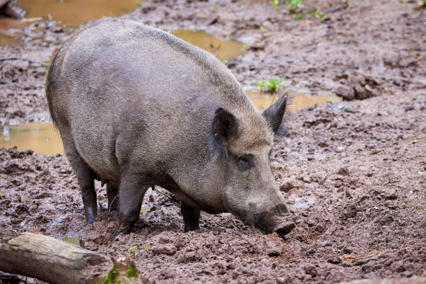istock Wild boar in natural habitat 1431740943