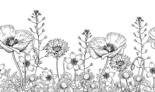Wild flowers herbs collection pattern- Capsella, Chamomile, 
Poppy, Anemone, Cornflower. Border 1
Hand drawn botanical illustration isolated black outline.