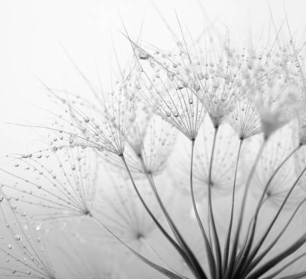 dandelion seed with water drops - breekbaarheid fotos stockfoto's en -beelden
