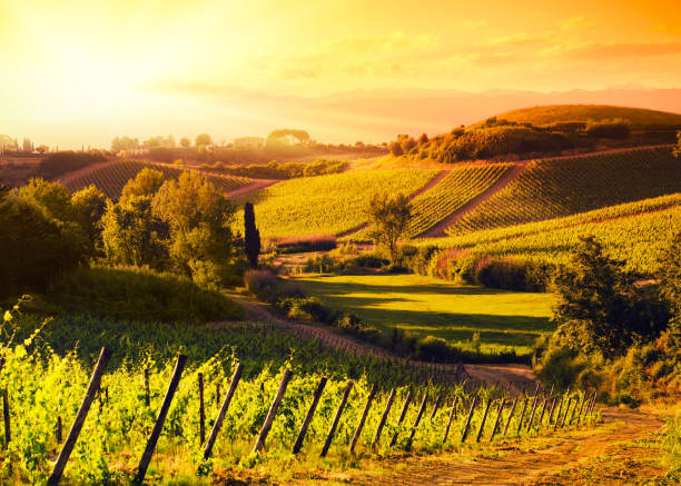 キャンティ地域ヒルズ夕暮れのトスカーナ-イタリア） - vineyard tuscany italy italian culture ストックフォトと画像