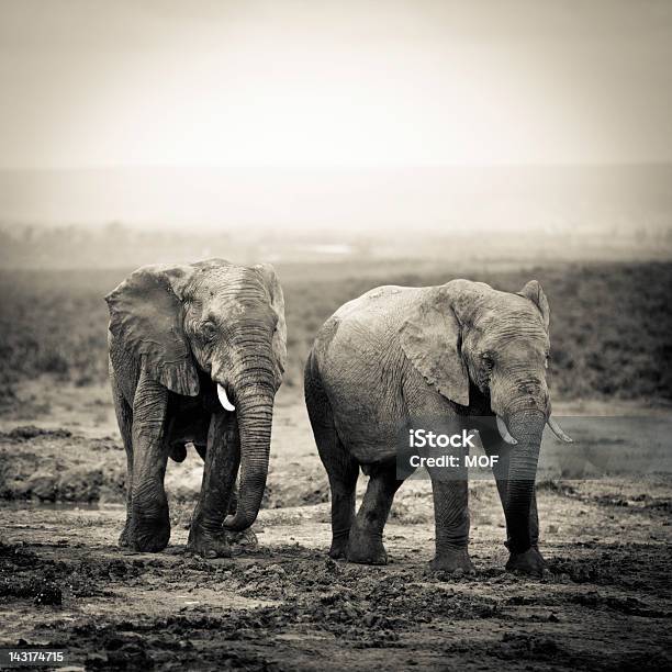 Elefantes Africanos Em Um Buraco Regar - Fotografias de stock e mais imagens de Elefante - Elefante, Animal de Safari, Animal em via de extinção