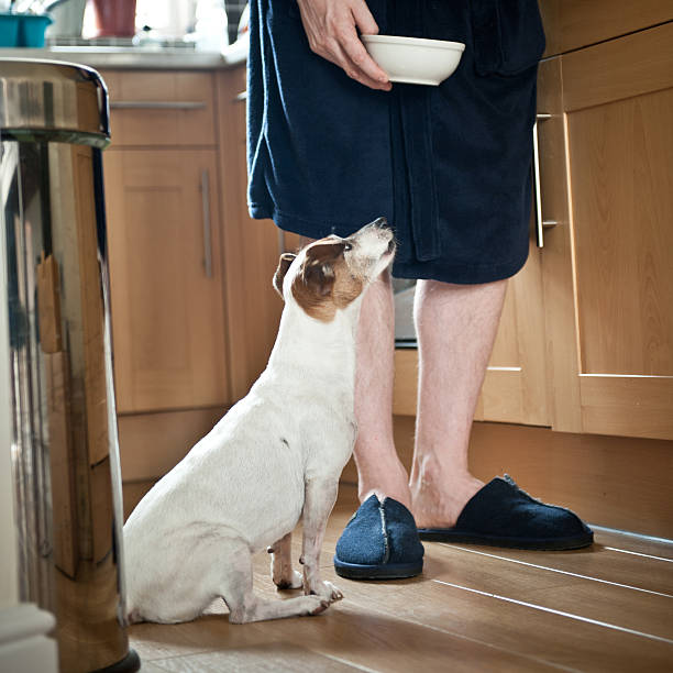 istock Dog waiting for food 143174751