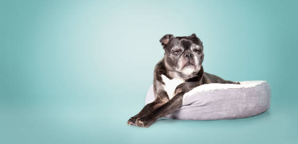 Black dog sleeping in dog bed with blue background.