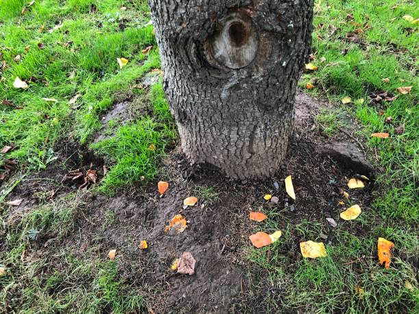 istock Blue atlas cedar - Base of trunk & grass / ground litter 1431748345