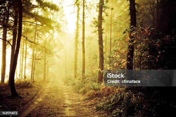 Sentiero - Fotografie stock e altre immagini di Foresta - Foresta, Acero, Albero