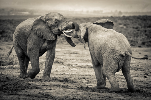 Close up of elephant tusks. Photographed in the Maasai Mara plains Kenya, Africa.