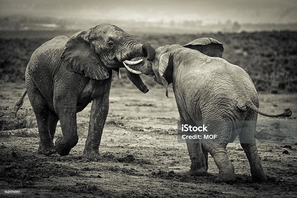 Touro luta de elefantes africanos - Royalty-free Elefante Foto de stock