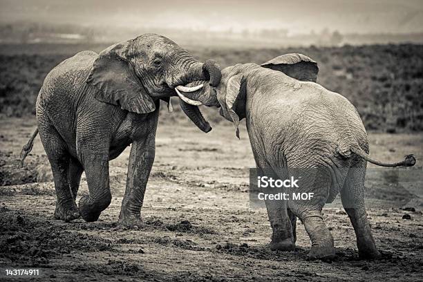 Touro Luta De Elefantes Africanos - Fotografias de stock e mais imagens de Elefante - Elefante, Brigar, Preto e Branco