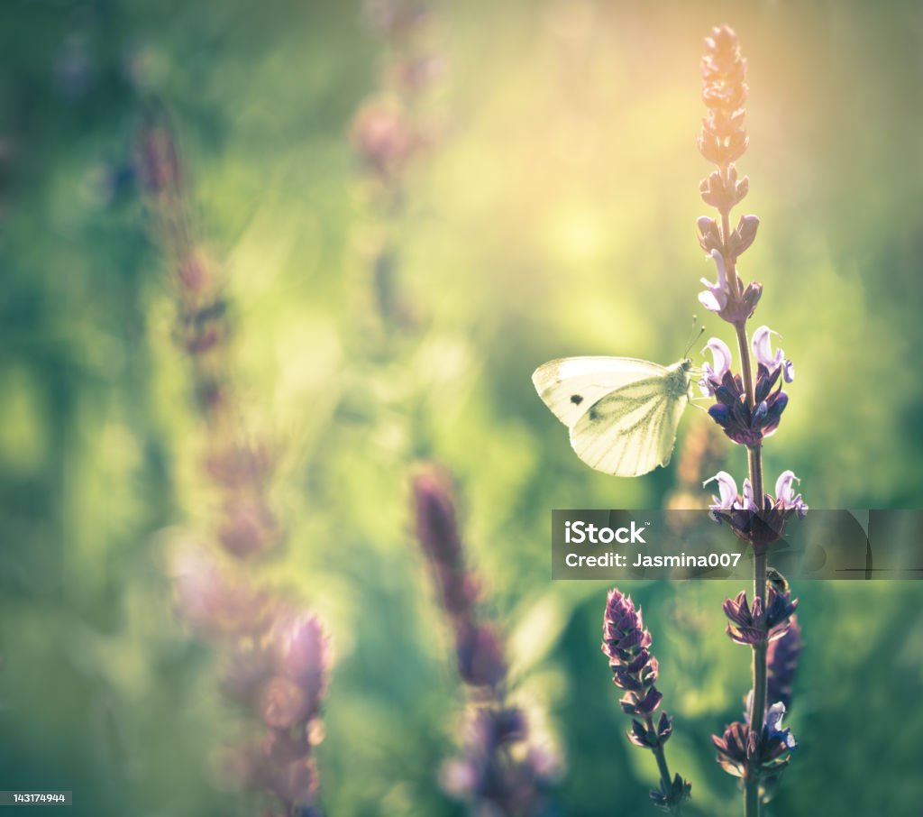 Mariposa en flor silvestre - Foto de stock de Primavera - Estación libre de derechos