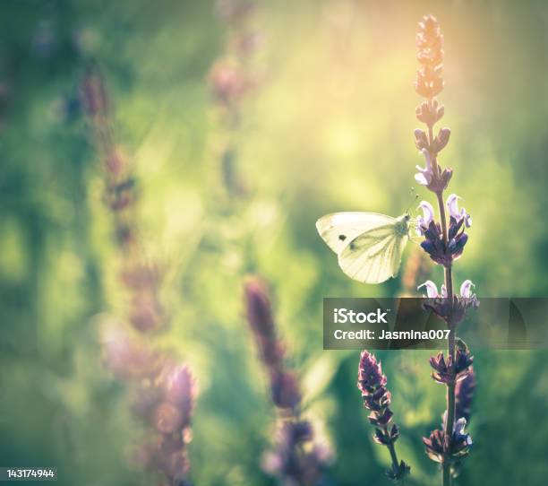 Mariposa En Flor Silvestre Foto de stock y más banco de imágenes de Primavera - Estación - Primavera - Estación, Verde - Color, Flor silvestre