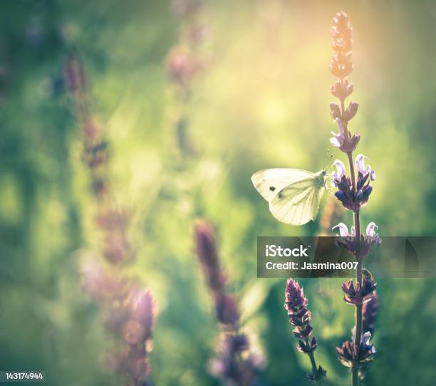 Farfalla Sul Fiore Di Campo - Fotografie stock e altre immagini di Colore verde - Colore verde, Primavera, Farfalla