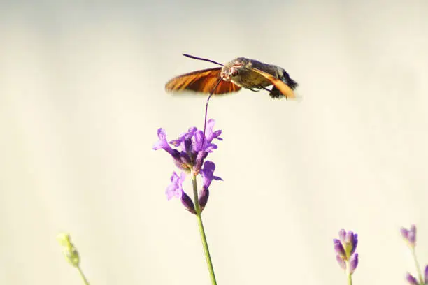 Colibri flying on a purple flower. Flying moment, blurred background.