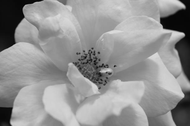 istock Romantic monochrome Rose flower in macro shot 1431751901