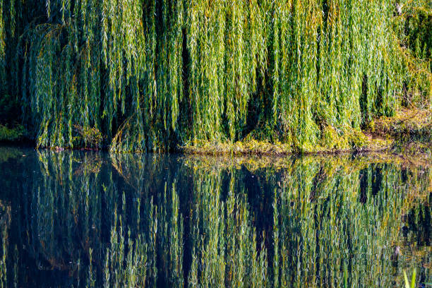 Willow tree reflected in water background stock photo