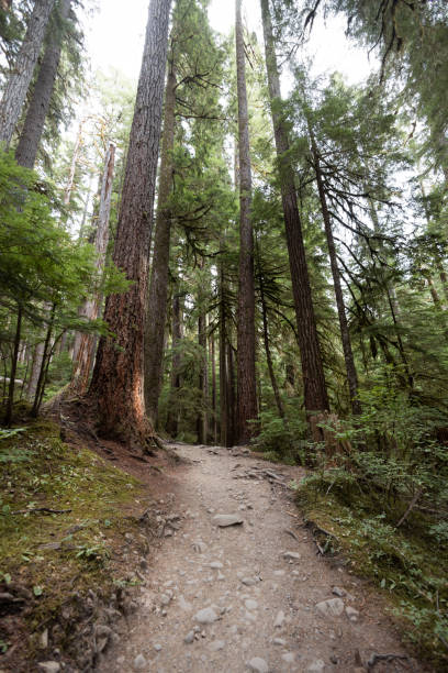 istock Hiking in the Sol Duc Valley in Olympic National Park 1431752064