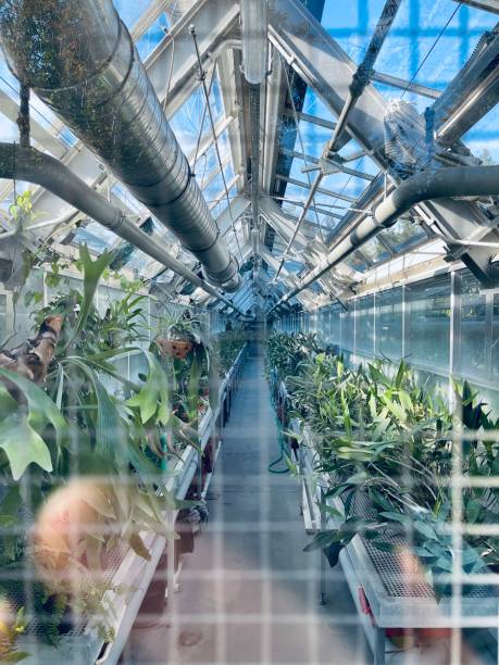 istock Greenhouse with plants 1431753649
