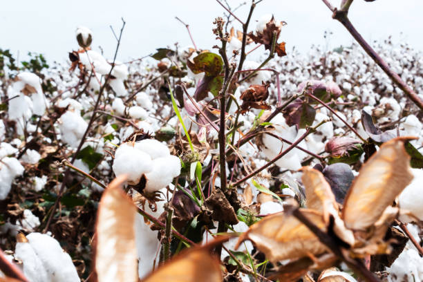 istock beautiful cotton crop ready to harvest 1431753858