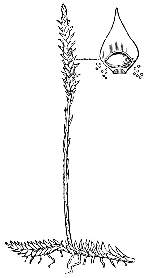 Slender Bog Club-Moss plant (Pseudolycopodiella caroliniana) strobilus and magnification of sporangia. Vintage etching circa 19th century.