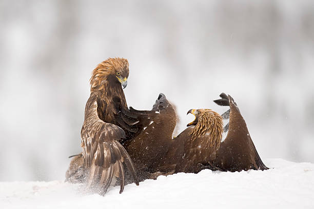 Eagles se battent - Photo