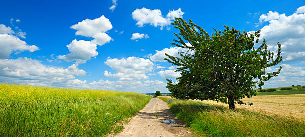 istock Cherry Tree Full of Ripe Red Cherries in Summer Landscape 143175626