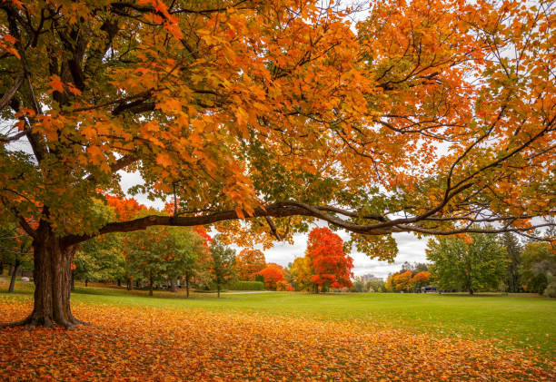 istock Beautiful trees in autumn 1431756497