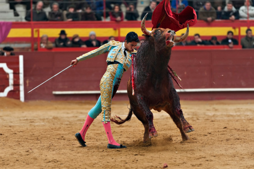 Strong black bull in the spanish bullring arena