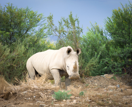 A beautiful adult white rhino on the Western Cape, South Africa.
