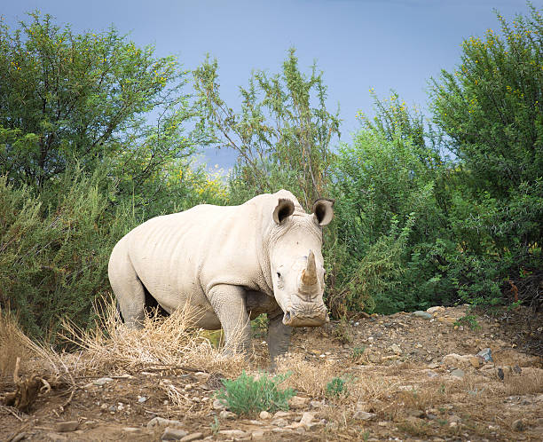 Wild African White Rhino, South Africa. stock photo