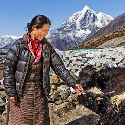 Caravan of yaks carrying load on the way to Gokyo Lakes in Himalayan Mountains, Nepal.