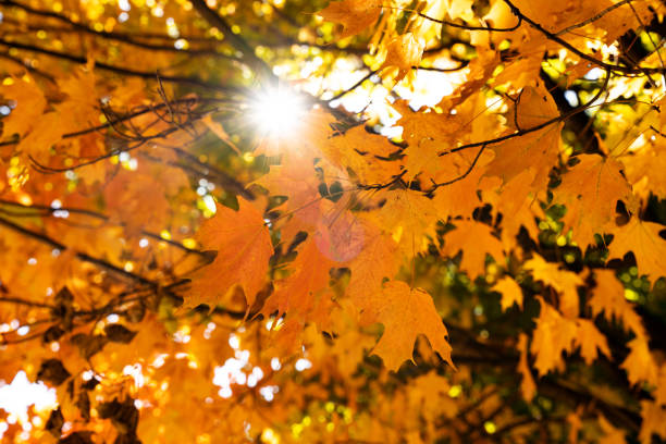 istock Sun shining through autumn leaves 1431760027