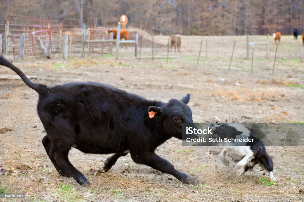 Heding Cows Dog Herding Cow Stock Photo - Download Image Now - Aberdeen Angus ...