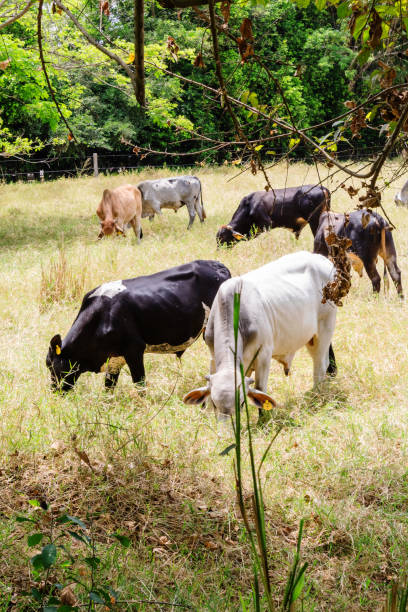 istock Cows eating grass on a cow farm 1431762707